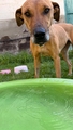 CANELA Imagen 1